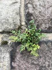 Asplenium ruta-muraria