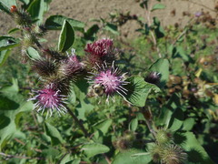 Arctium minus
