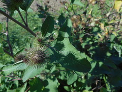 Arctium minus