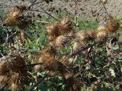 Arctium minus