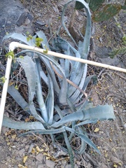 Agave sobria sobria