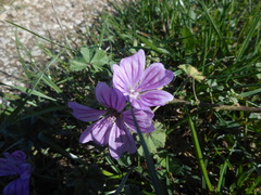 Malva sylvestris