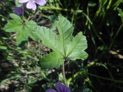 Malva sylvestris
