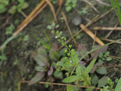Veronica undulata