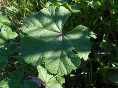 Malva sylvestris