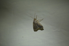 Amphipyra glabella