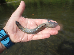 Necturus maculosus
