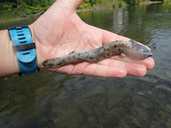 Necturus maculosus