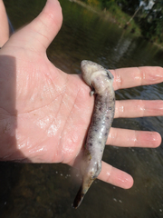 Necturus maculosus