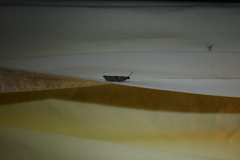 Wockia asperipunctella