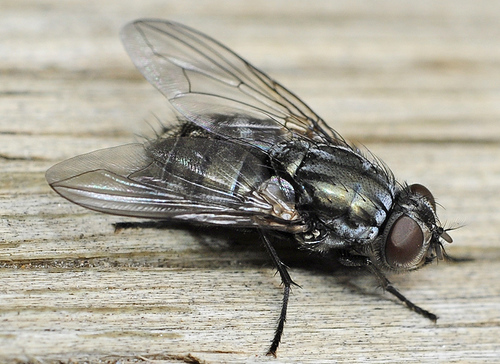 Dasyphora pratorum