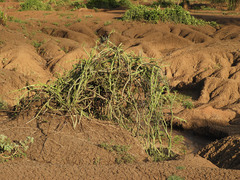 Cissus quadrangularis