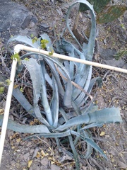Agave sobria sobria