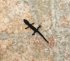 Sphaerodactylus grandisquamis