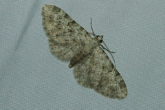 Eupithecia semigraphata