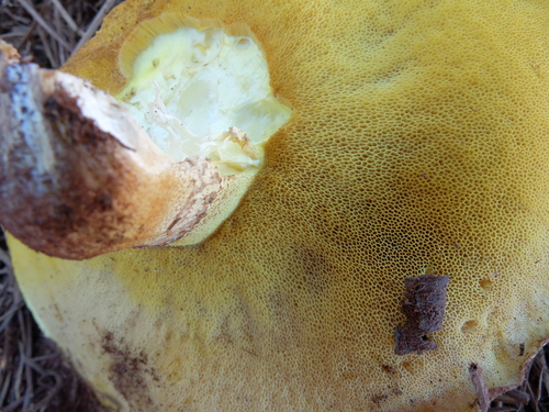 iNaturalist observation photo of Porcini and Allies