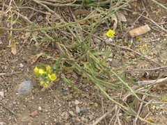 Diplotaxis tenuifolia