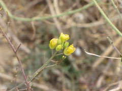 Diplotaxis tenuifolia