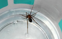 Steatoda