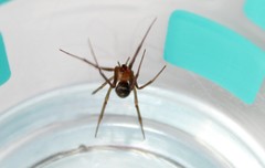 Steatoda