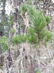 Pinus contorta contorta