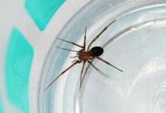 Steatoda