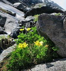 Ranunculus sericophyllus