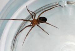 Steatoda