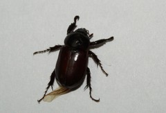 Dynastinae