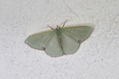 Oospila rufilimes