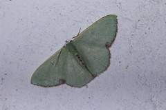 Oospila rufilimes