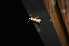Catoptria latiradiellus