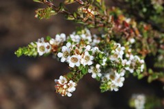 Baeckea diosmifolia
