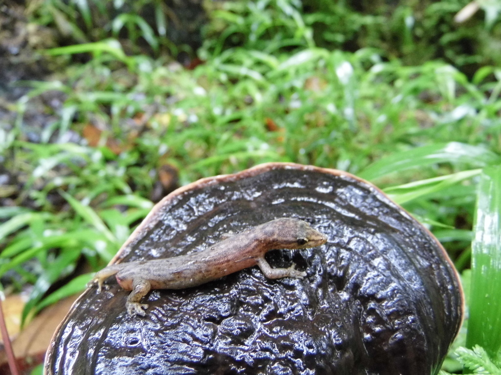 Coco Island Gecko