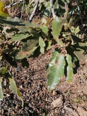 Quercus deserticola