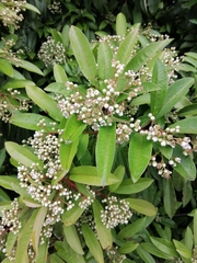 Photinia davidiana