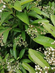 Photinia davidiana