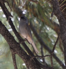 Junco hyemalis dorsalis