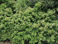 Photinia davidiana