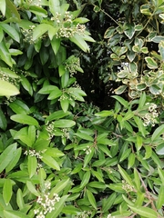 Photinia davidiana