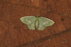 Pachycopsis tridentata