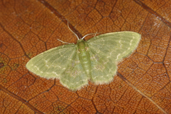 Pachycopsis tridentata