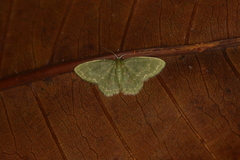Pachycopsis tridentata