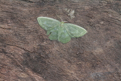 Pachycopsis tridentata