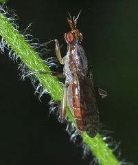 Dichetophora obliterata
