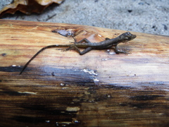 Anolis townsendi