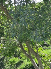 Tabebuia aurea