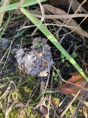Ramaria caulifloriformis