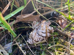 Ramaria caulifloriformis