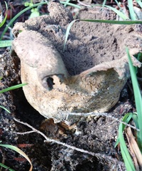 Scleroderma meridionale